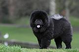 CHOW CHOW 765